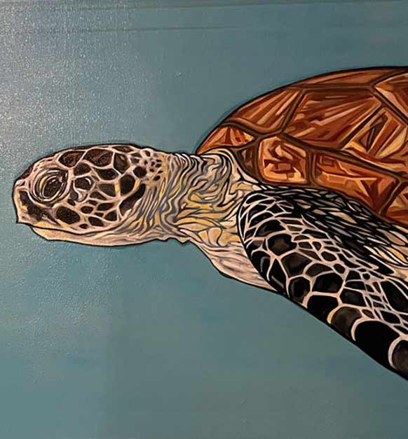 Animalia Profile Turtle